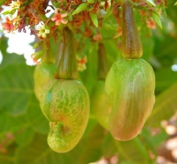 Agriculture and cashew tree field trade