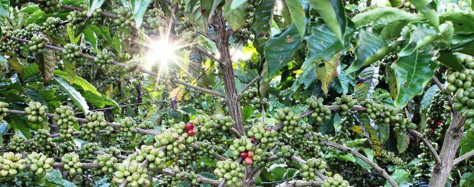 Farming Robusta and Arabica Coffee Fields