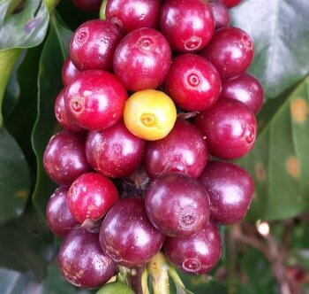 Harvesting and production of quality organic coffee in Vietnam