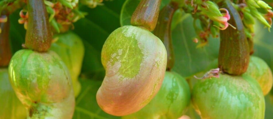 Cashew nut : Producers in Vietnam for sourcing & exporting – MOVETOASIA