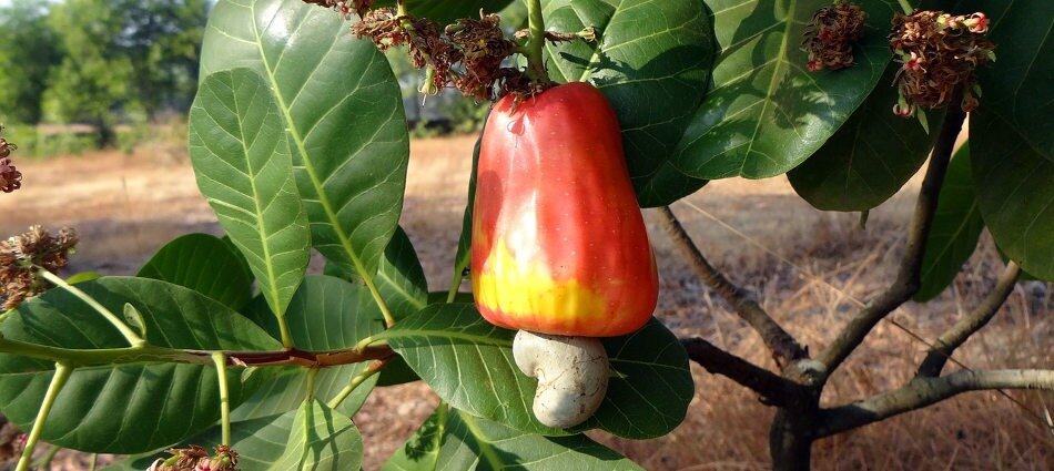 Sourcing and harvesting of cashew nuts for export