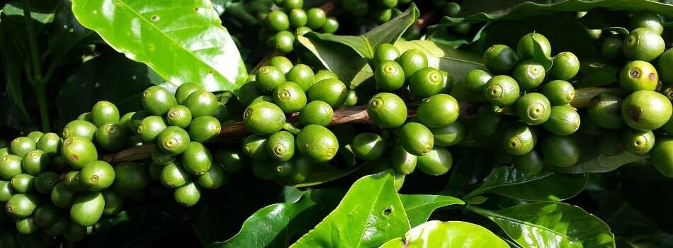 Sourcing suppliers of coffee beans farmers in Vietnam for export