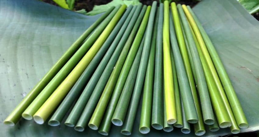 Sourcing eco-friendly straws from lepironia or bamboo in Vietnam