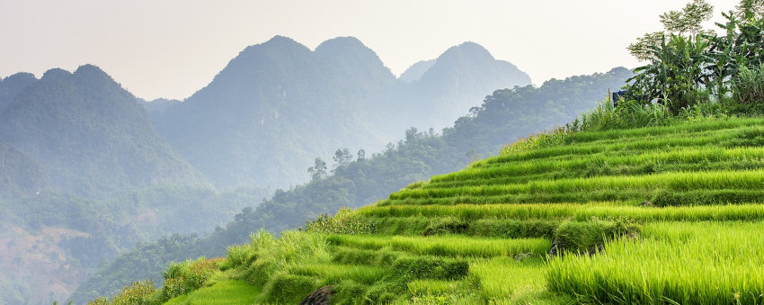 type land in Vietnam : garden, rice field or constructible