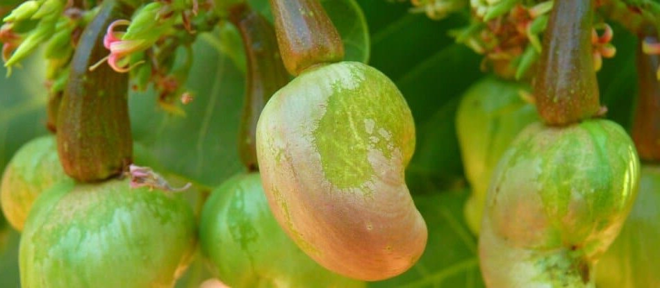 Production naturelle du fruit de cajou au Vietnam