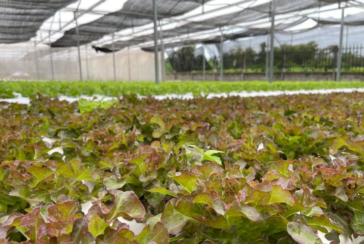 Greenhouse crops in Vientiane