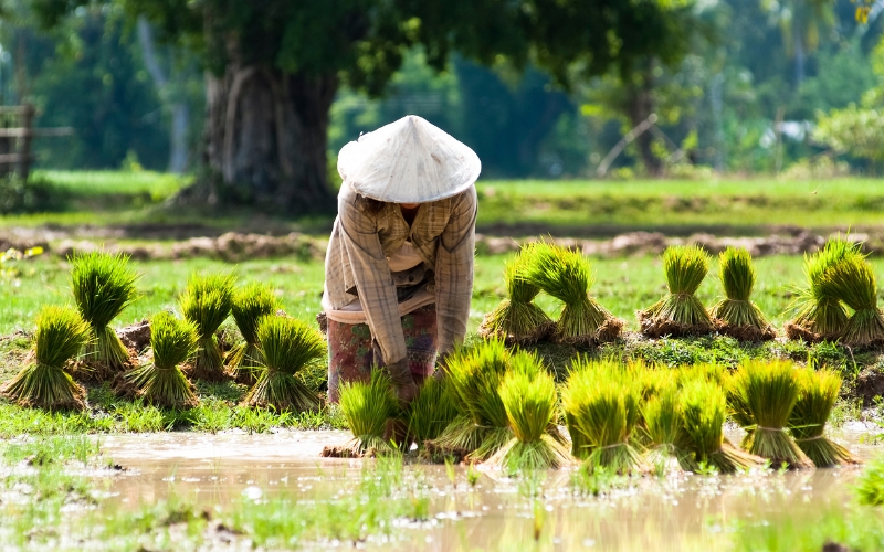 Agribusiness investment in Laos supported by agricultural production.