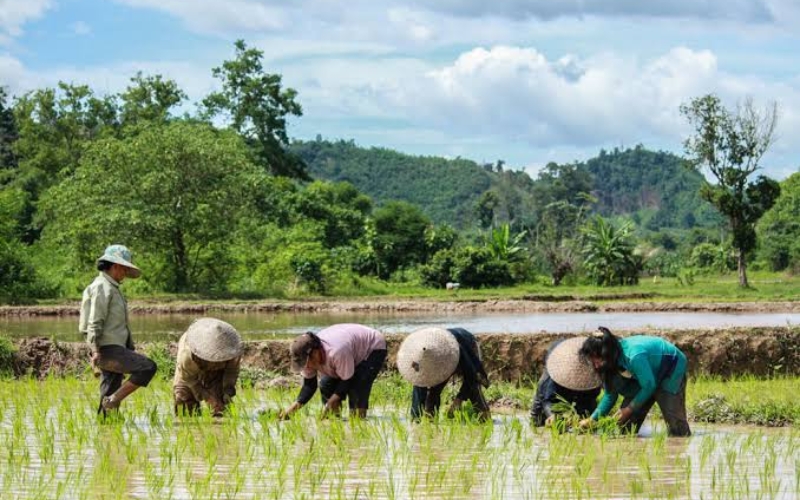 Agriculture au Laos