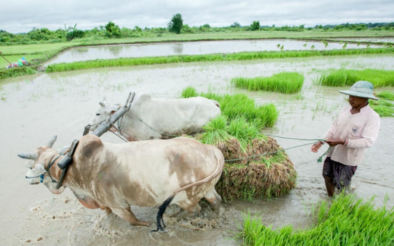 Agriculture au Myanmar