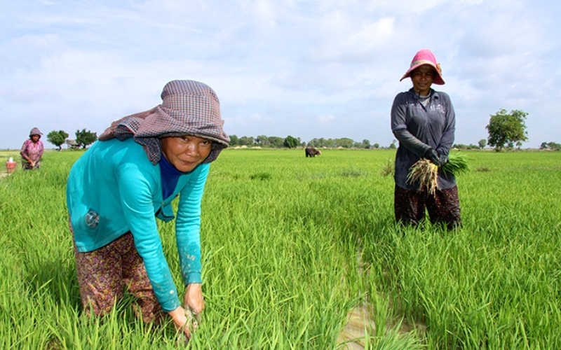 Le secteur agricole au Cambodge offre des opportunités d’investissement dans la production agricole, l’agro-industrie, la transformation alimentaire et les exportations agricoles.