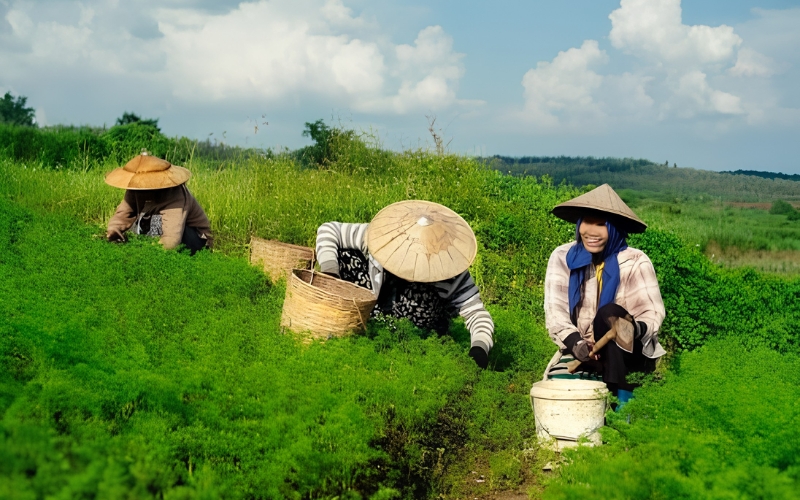 Services agricoles Myanmar